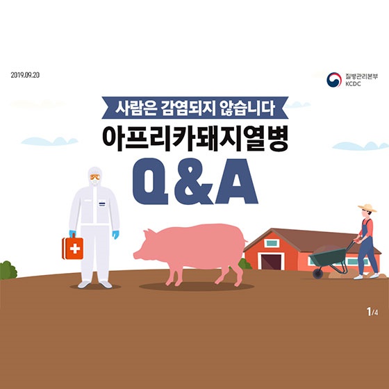  아프리카돼지열병 돼지에게만 감염된다?(Q&A)