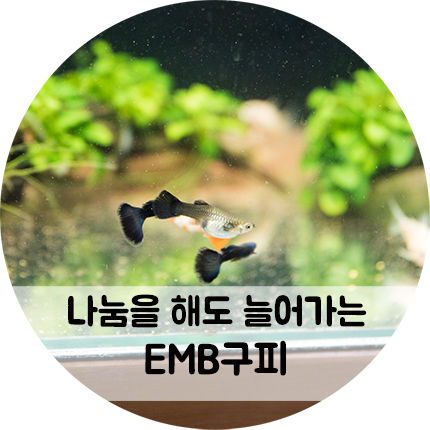 나눔을 해도 늘어만 가는 EMB구피