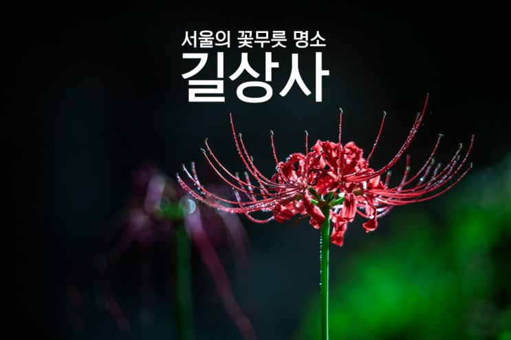  [가을 가볼만한 곳] 서울 성북구 길상사, 서울 꽃무릇 명소