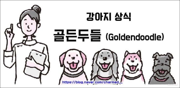  [ 강아지 상식 ] 골든리트리버 + 푸들 = 골든두들 특징,성격 등