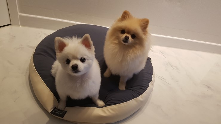  강아지방석 초코펫하우스 무중력인가봉가