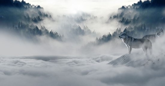  알아둬야할영어 in a fog 오리무중인 