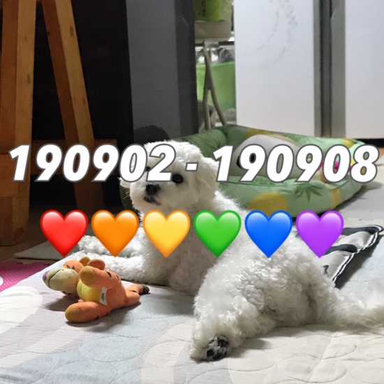  190902 - 190908 , 거의 9개월만에 마시는 소주 키햐~ / 구름이 이발주간 / 요즘 애덜 책임감 무엇..ㅇㅅㅇa