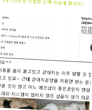 서산포메라니안분양 특별한 선택 어떻게 할래요?