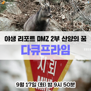  천연기념물 산양의 이야기 - EBS 다큐프라임 <야생리포트 DMZ 2부 산양의 꿈>