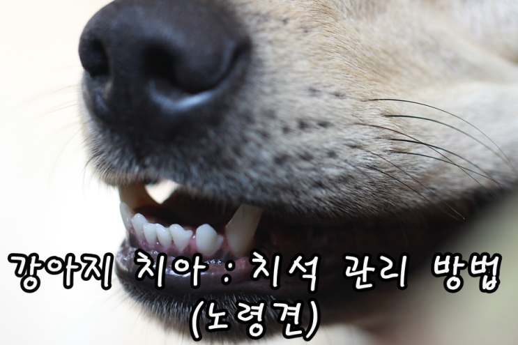 강아지 치아 : 치석 관리 방법 (노령견)