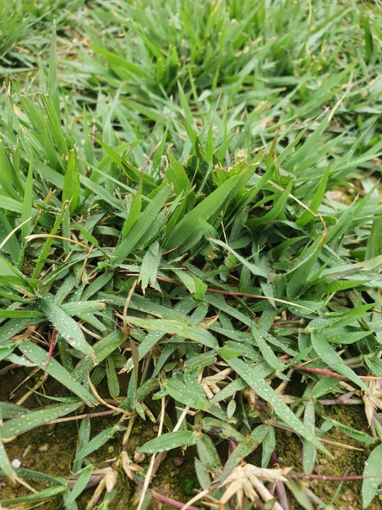  잔디 관리 부터 잔디 비료 까지 알려드림~