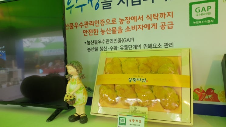  제19회 산청한방약초축제에 나온 상황보감 GAP, 무농약인증 상황버섯