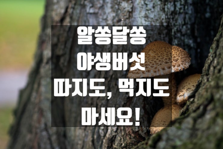  [알쏭달쏭 야생버섯] 따지도, 먹지도 마세요!