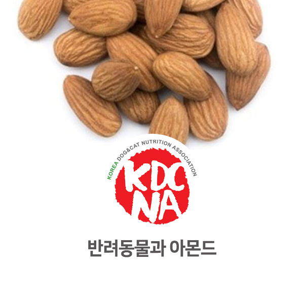  [반려동물 식재료 영양 정보] 강아지, 고양이 아몬드 섭취에 대해 알아보자_115