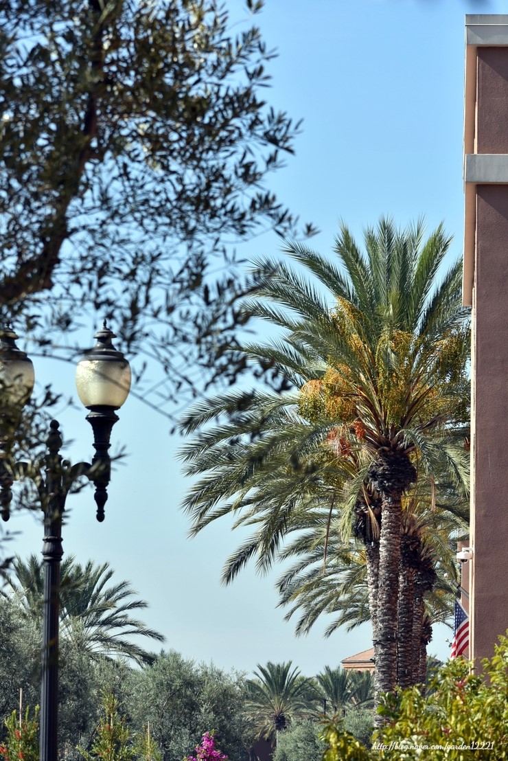  대추야자 열매(Date palm)