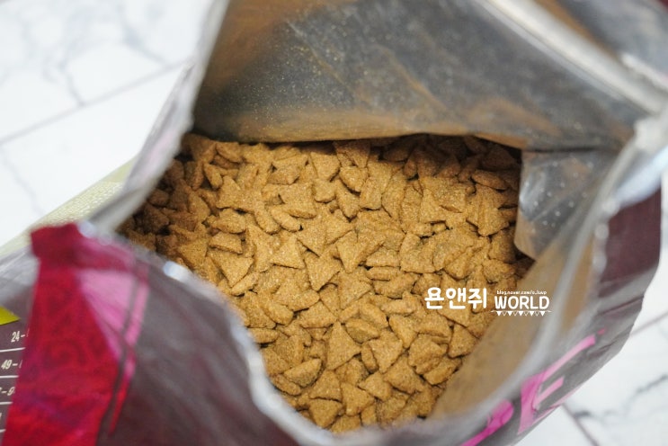  강아지 다이어트 사료 웰니스 코어 먹이는중