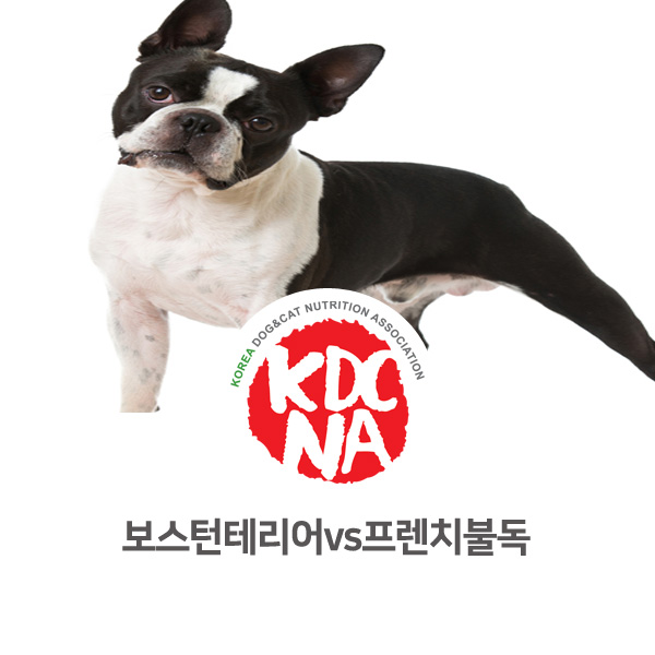  [반려동물 궁금증 알아보기] 프렌치 불독과 보스턴테리어 구별하는 방법_30