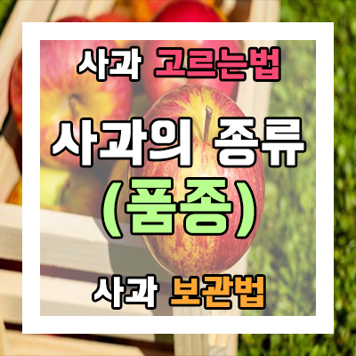 사과 품종과 사과 고르는 법 및 보관법 안내 '사과의 종류' 사과 품종과 사과 고르는 법 및 보관법 안내 '사과의 종류'