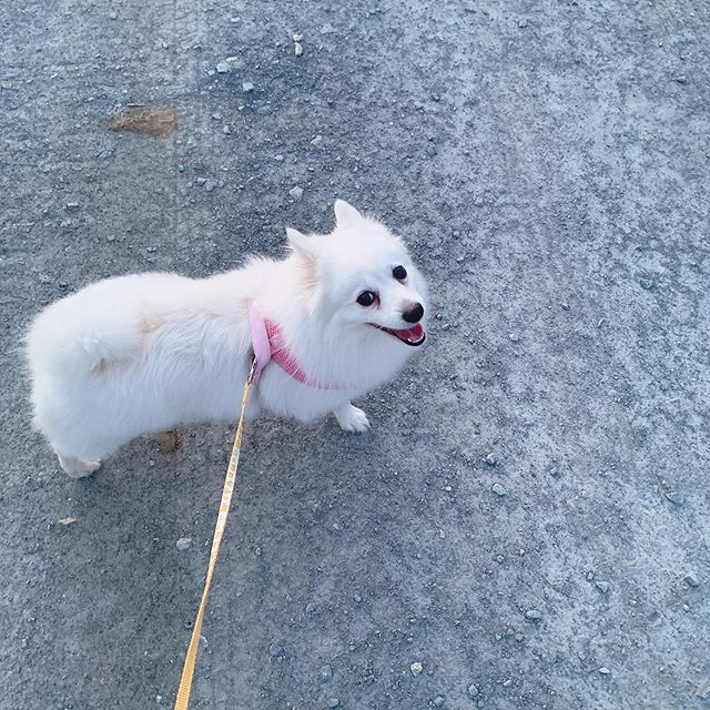  강아지가 똥꼬스키 타는 이유와 원인에 대하여