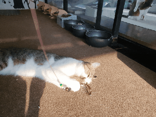  제주고양이카페 개냥이들 많았던 비만고양이