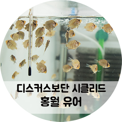 태어난 지 한 달째, 아직은 시클리드 닮은 홍월 디스커스 유어들