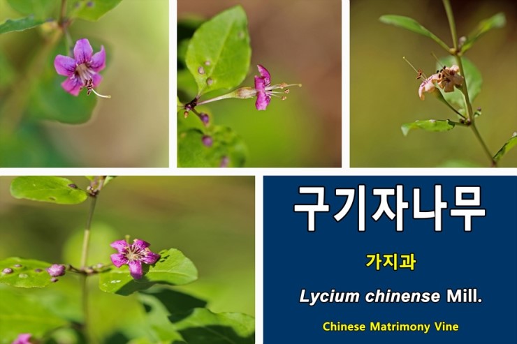  구기자나무[Lycium chinense Mill.]꽃이 활짝...가지과 낙엽활엽관목