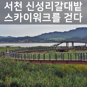  서천 신성리갈대밭 스카이워크로 갈대 위를 거닐다.