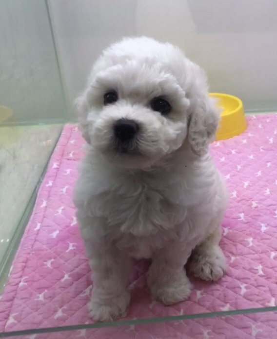  신정동 강아지분양 청결,위생,건강을 중요하게 생각하는 애견샵