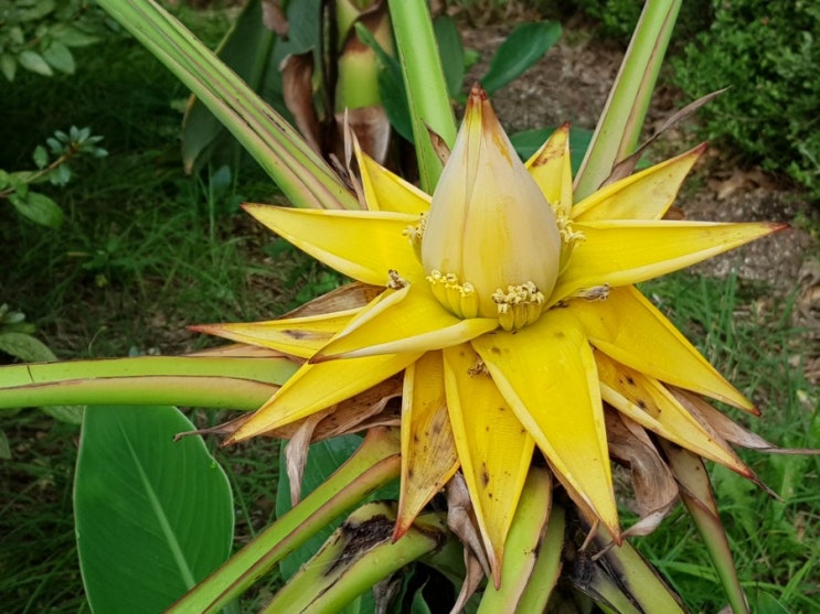  황금연꽃바나나(golden lotus banana) 꽃이 계속 피고 있습니다.