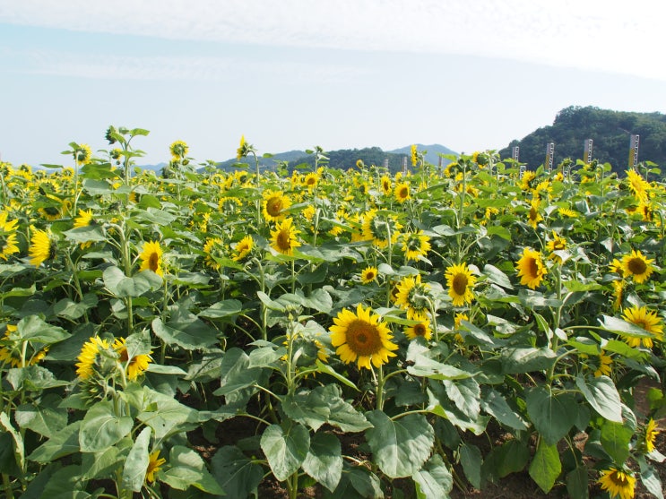  공주 미르섬 해바라기 핑크뮬리에 백제문화제까지