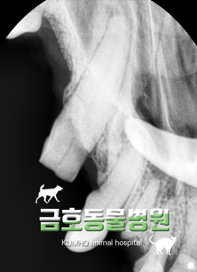  광주 강아지 치과 - 강아지 송곳니 부러짐 - 케이스(쿠키)