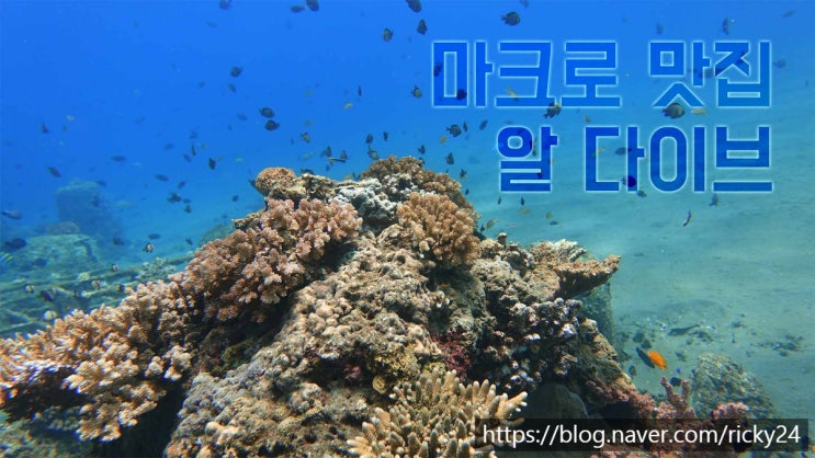  필리핀 여행 - 다우인 바다속에는 뭐가 있을까?
