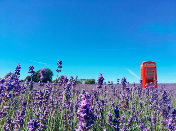  [런던]당일치기 근교여행 추천 - 메이필드 라벤더 농장 (Mayfield Lavender Farm)
