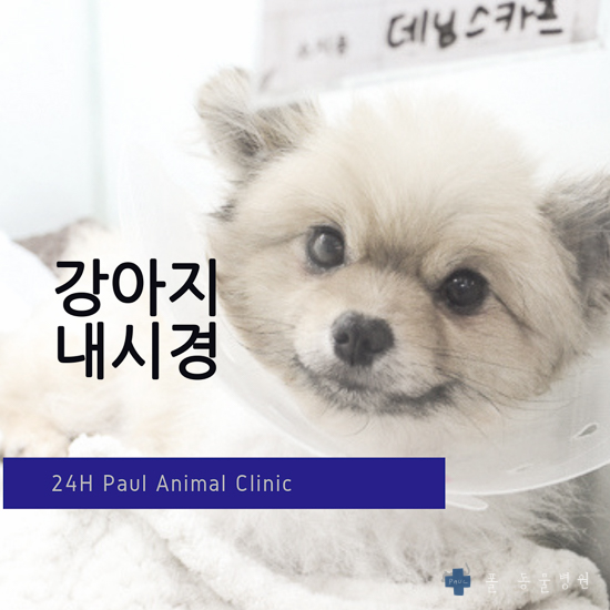  강아지 이물질 제거 내시경 시술 & 분당 24시 폴 동물병원(내시경 전문)