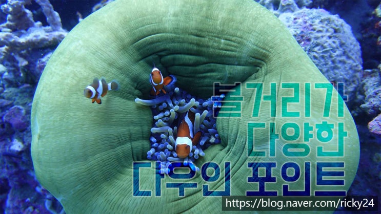  필리핀 여행 - 볼거리 천국 두마게테 다이빙