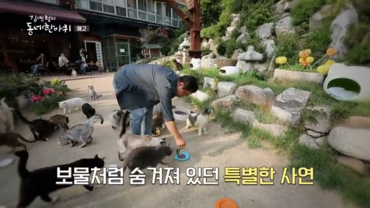  김영철의 동네한바퀴 개화동 고양이 카페 강서 101마리 고양이 엄마 박서영 묘권 우선 강서구 개화동 고양이정원 김영철의 동네한바퀴 101마리 고양이 천국 강서 식물원 옆 야외 카페