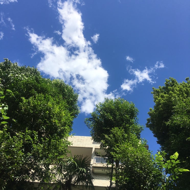  유학생 일기- 귀국직전