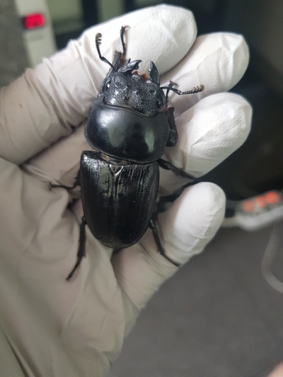  [Bs] 극태왕사슴벌레 산란세팅 기록용