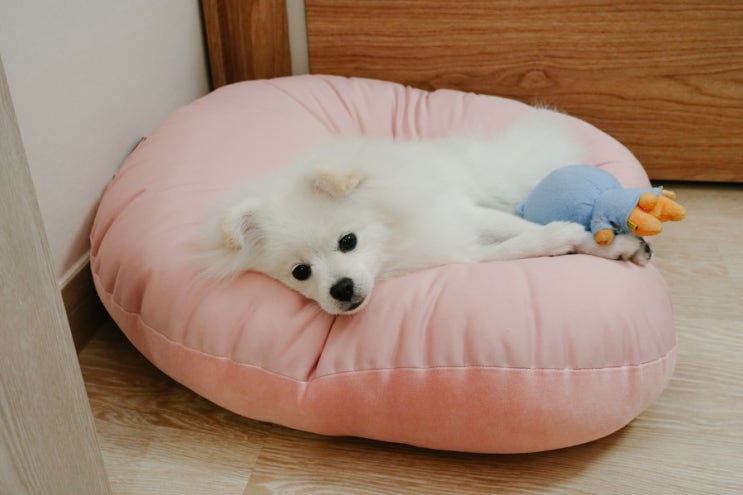  강아지방석 추천 컴플렛 듀얼 애견방석으로