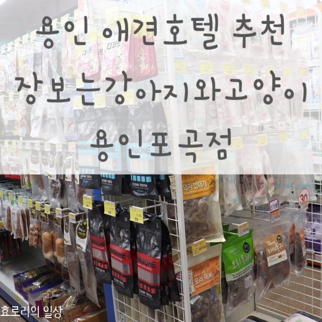  용인애견호텔 에버랜드 근처 애견샵 추천 장보는강아지와고양이 용인포곡점