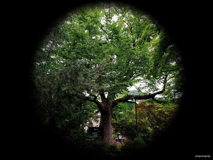 [보호수] 서울 청운동 느티나무(서1-2)