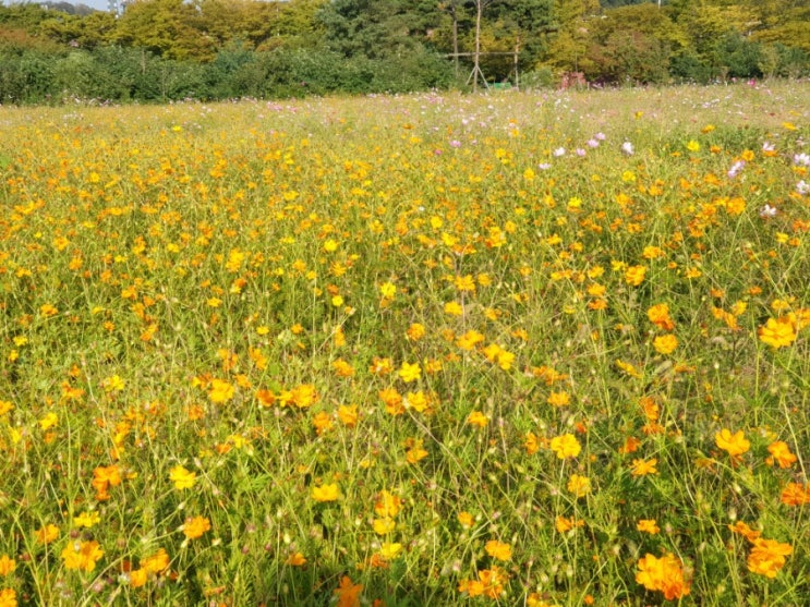  가을이다~ 안산가볼만한곳 안산화랑유원지코스모스광장