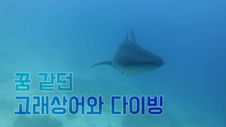  필리핀 여행 - 오슬롭 고래상어와 다이빙을