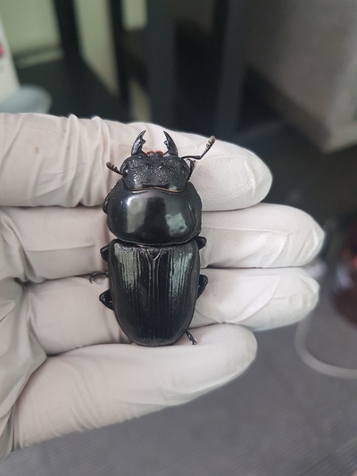  [Bs] 극태왕사슴벌레 산란세팅 기록용 K-2A