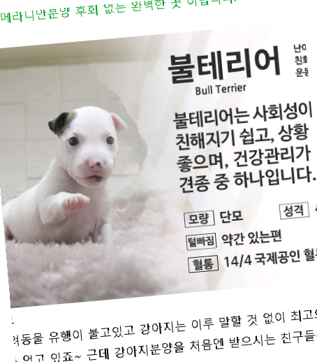  용인수지포메라니안분양 후회 없는 완벽한 곳 이랍니다.
