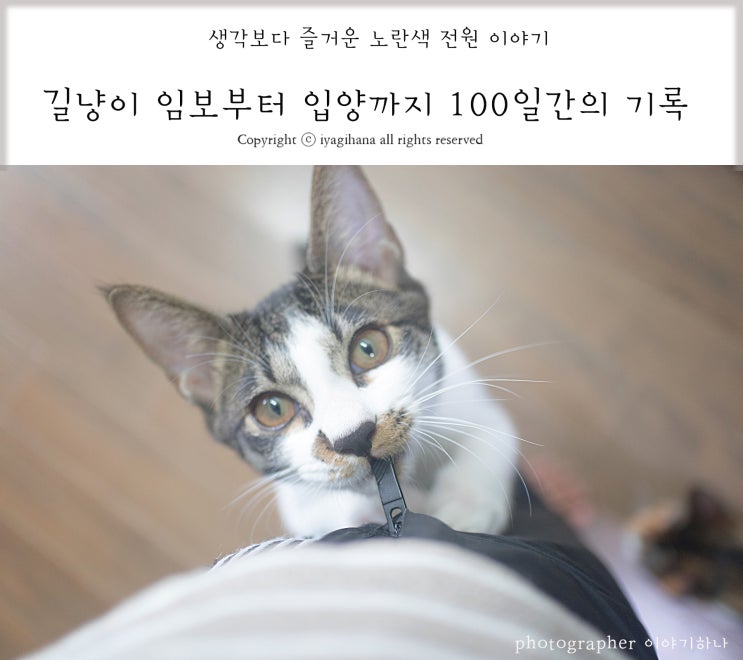  길냥이 임보부터 입양까지 100일간의 기록