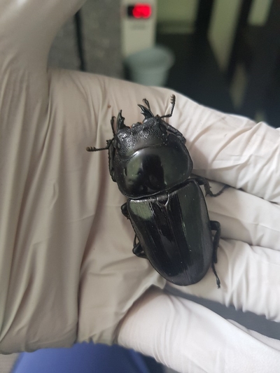  [Bs] 극태왕사슴벌레 산란세팅 기록용