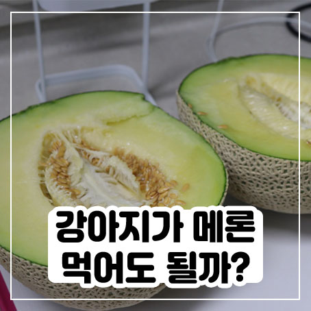 강아지 메론 줄 때, 알아둬야 할 것들 정리