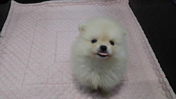  인천강아지분양 인천강아지분양 할만한곳 찾으세요?