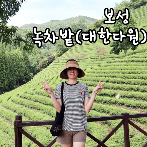  보성 녹차밭 (대한다원) - 율포해수욕장 맛집 율포수산회센터 (남숙이네)