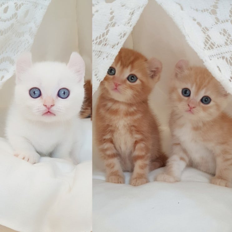  요정 고양이 먼치킨킨카로우 분양중입니다~