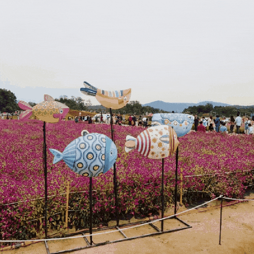  < 양주여행, 당일여행 > 유명한 핑크뮬리 보러 다녀온  양주 천만송이 천일홍 축제 , at 나리공원