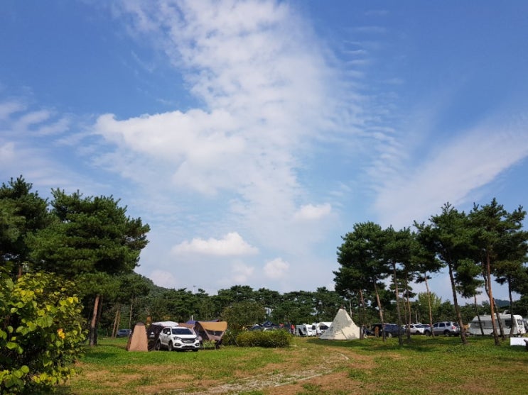  무료캠핑장 차박하기 좋은 곳 충주 목계솔밭 꼼꼼후기