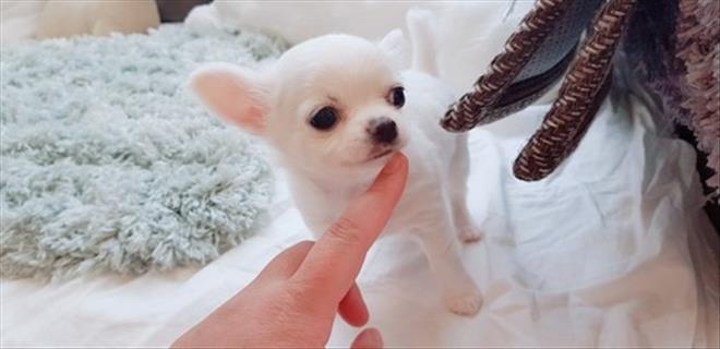  평택강아지분양 평택애견분양 희귀 모색 화이트 장모치와와가 베리독평택점에 있어용~~ㅅ